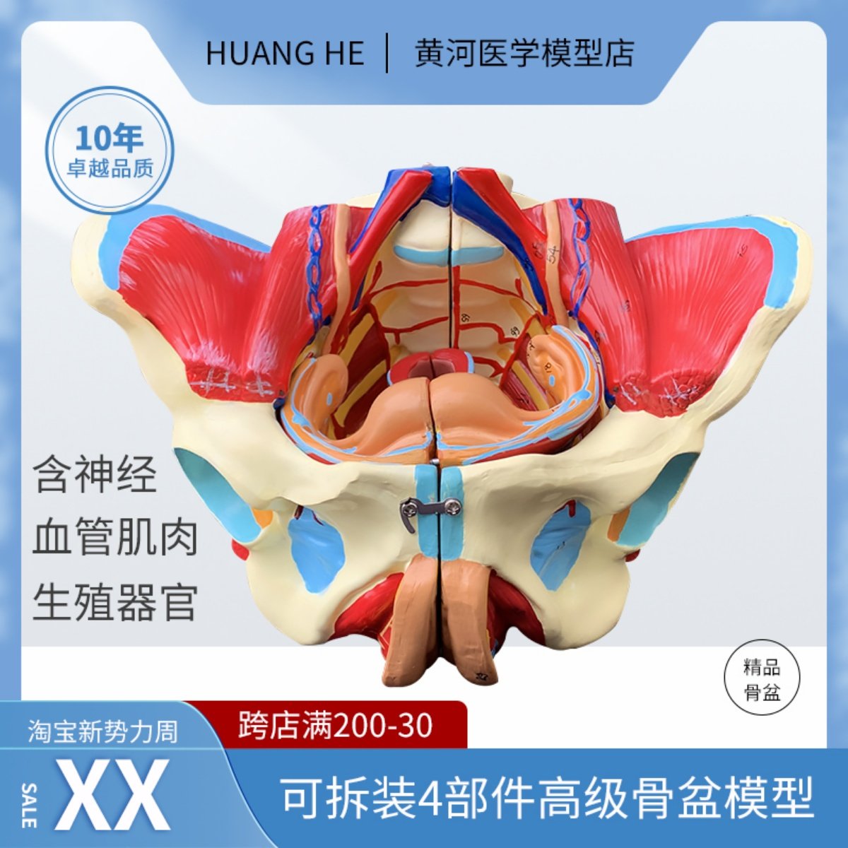 自然大1:1 高级女性盆骨附生殖器官与血管神经肌肉模型4配件