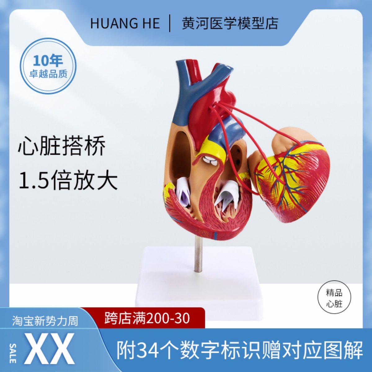 1.5倍心脏搭桥放大模型医院学校教学演示模型教道具内脏器官解剖