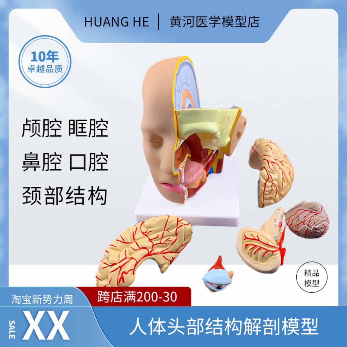 人体头部解剖模型附脑模型4部件医院教学人体头部附大脑动脉模型