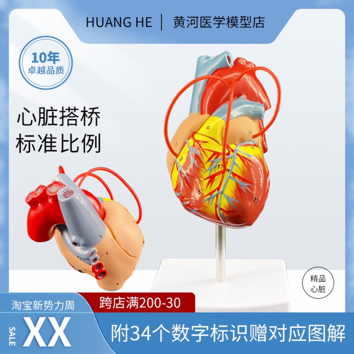 人体心脏搭桥演示教学模型内脏器官层次结构解剖模型医院学校个用