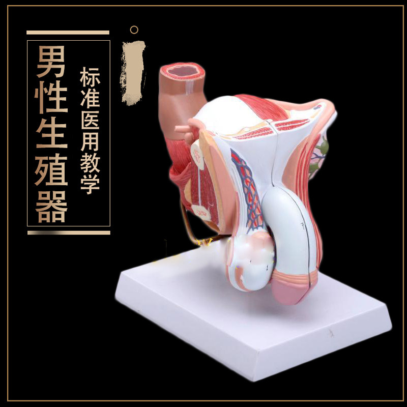 生殖器 睾丸 膀胱 自然大1:1男性男性生殖器层次解剖模型 医用
