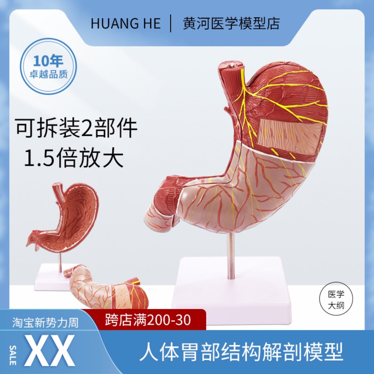 人体胃解剖结构模型1.5放大可拆装2部件医学医院学校教学讲解摆件