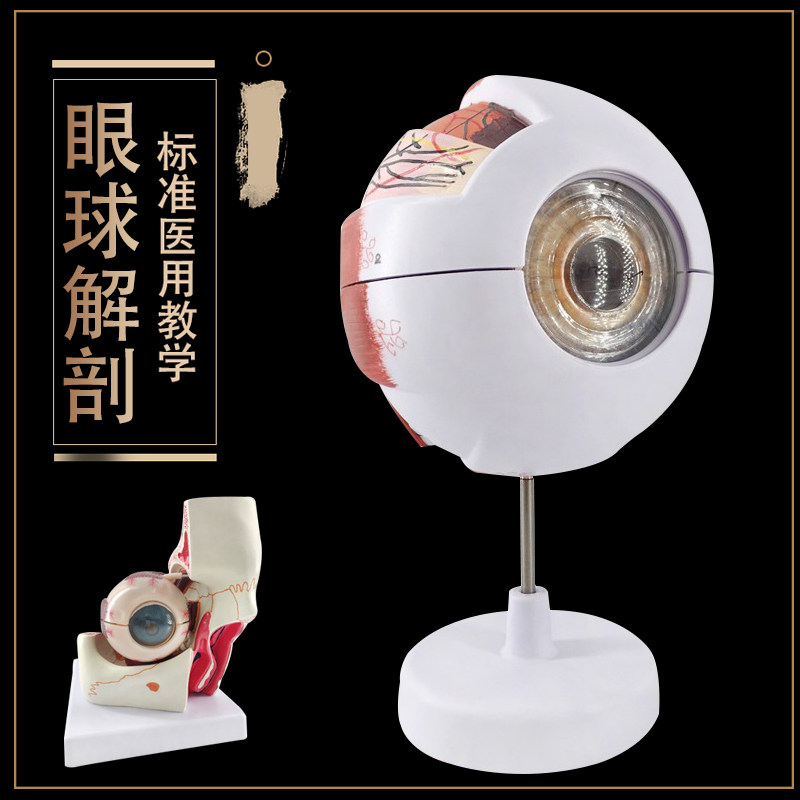 眼球标本 6倍放大人体眼球眼睛模型 眼珠 内部可拆 人体解剖模型