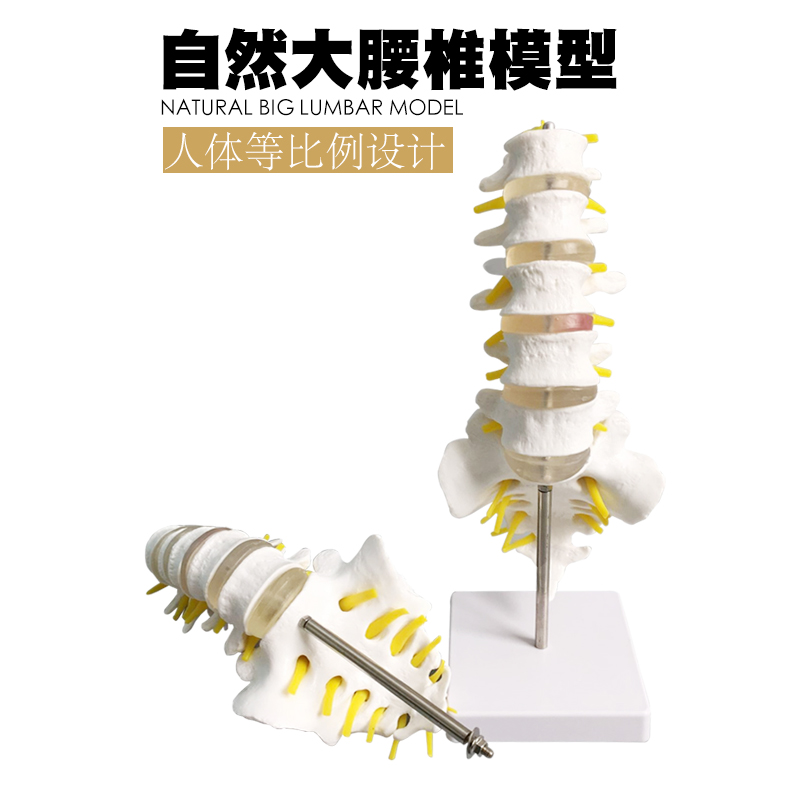 人体腰椎模型成人正骨胸椎脊椎脊柱骨模型人体颈椎骨椎体关节模型