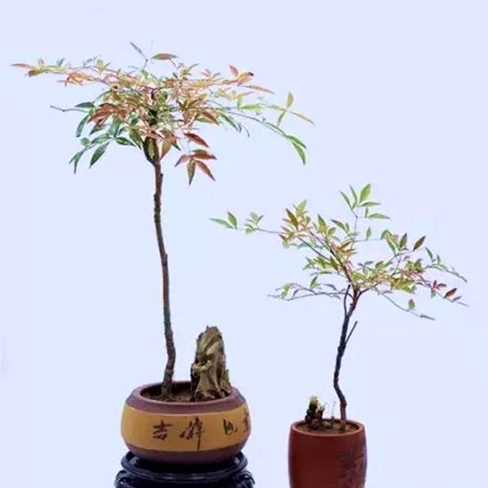 盆栽彩色植物紅天竺苗子 南天竹苗子盆栽 室內小盆栽 小盆景 盆栽彩色植物紅天竺苗子 南天竹苗子盆栽 室內小盆栽 小盆景