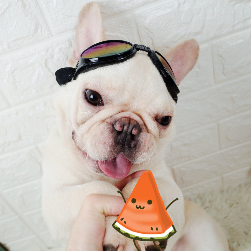 Pet Sunglasses Photo Glasses Dog Glasses Pet Accessories Dou Sunglasses Motorcycle Sunglasses Bago