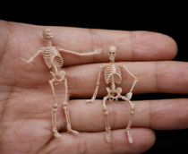 Workshop of the Night Camel Handmade Workshop 3D High Precision Whole Skeleton 1 to 35 Proportional High Precision