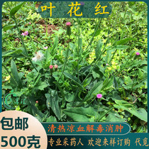 Freshly picked a little red tide Shanqing herbal medicine red leaf flowers red lady under the leaves sheeps foot a little red back leaf