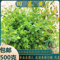 Freshly picked Chaoshan Green Grass Collection Huanghuazai Huanghuacao Qianxiachuang Qianxiachui Sijichui Tianjihuang