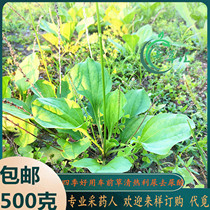 Freshly picked plantain Chaoshan green herbal medicine plantain tea plantain plantain cabbage plantain seed tea