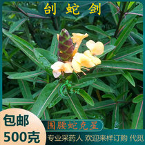 Freshly picked fake azaleas Chaoshan green grass Snake Sword Snake Sword Grass Seven Star Sword Arhat Thorn Four Directions Stinging Blood Red Seedlings