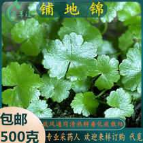 Freshly brewed Chaoshan green herbal medicine coriander paved ground Jinpu ground Jinpo copper coins starry sky everywhere Jinyu scale grass