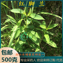 Freshly picked Xingxiu vegetables Chaoshan green grass red-legged orchid red-footed blue-red-legged Nanshuipu silver-red root red head rope