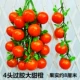 Mô phỏng mây trái cây hoa nho nho lá hoa quả cửa hàng trang trí trần ống màu xanh lá cây nhựa hoa treo tường - Hoa nhân tạo / Cây / Trái cây chậu hoa giả