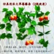 Mô phỏng mây trái cây hoa nho nho lá hoa quả cửa hàng trang trí trần ống màu xanh lá cây nhựa hoa treo tường - Hoa nhân tạo / Cây / Trái cây chậu hoa giả