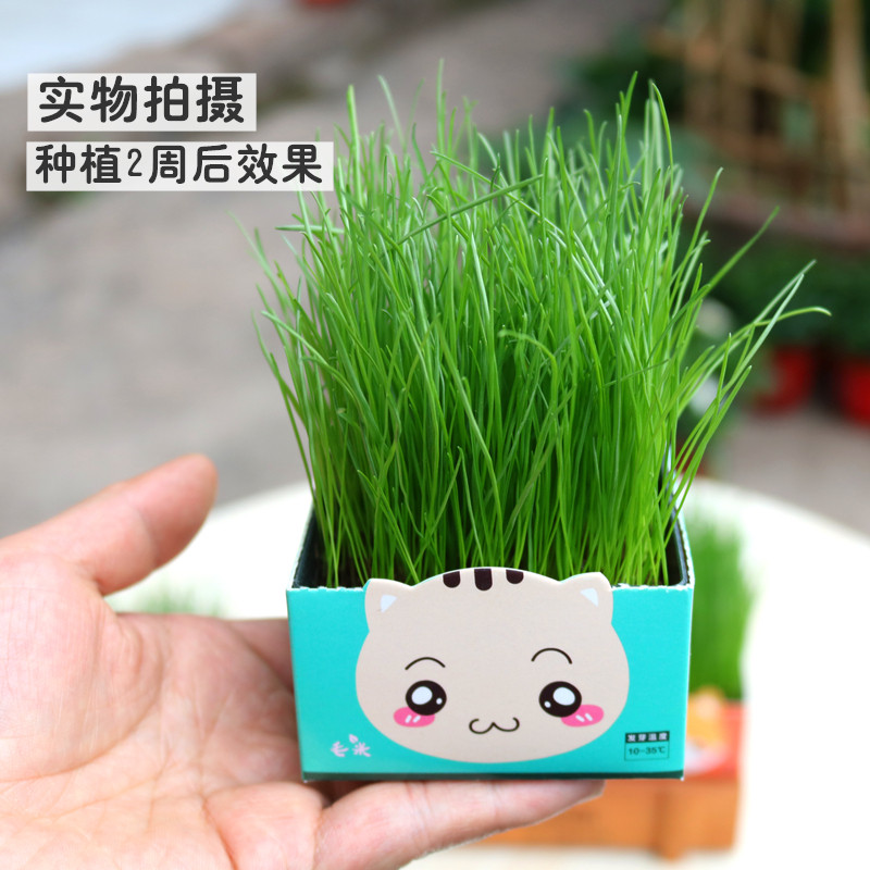 Indoor small potted green plant with seed small grass Mini negative ion desktop mini cute hydroponic student gift