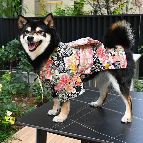 芮柴 Оригинальная домашняя домашняя собака одежда Corgi Schnauzer Shiba Inu Kimono Photography Photograph