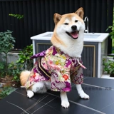芮柴 Оригинальная домашняя домашняя собака одежда Corgi Schnauzer Shiba Inu Kimono Photography Photograph