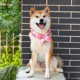 Ruichai Japanese style Tang grass pattern Japanese pet cat dog Teddy Shiba Inu lemon scarf neck collar bow accessories