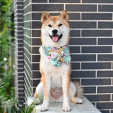 芮柴 Шаровая ошейник для любимой собаки и стиль трава трава лук -треугольник шарф Шарф Тедди Шиба Ину воротнич