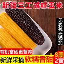  Xinjiang Sangongtan Organic corn Fresh freshly picked glutinous corn Ready-to-eat non-GMO 10 vacuum corn Sweet corn