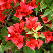 Green gardening diligent flower triangle plum heat samba courtyard balcony potted flowers heat-resistant and easy to raise