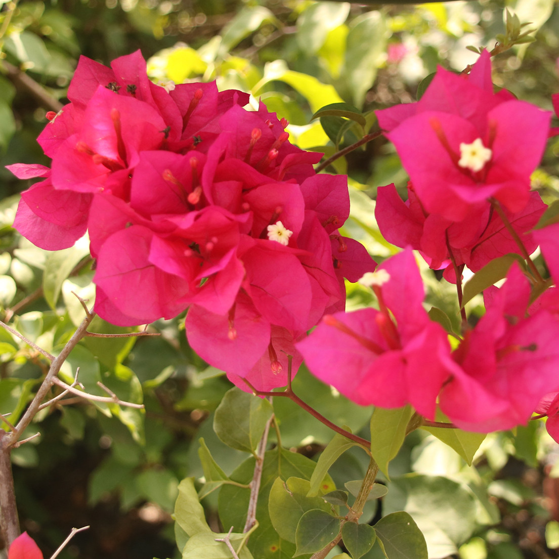 Big red bougainvillea blooming period long flower color big red flower potted plant with potted delivery courtyard balcony planting flowers