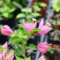 Green gardening diligent flower triangle plum powder lantern four colors heat-resistant good garden flower potted