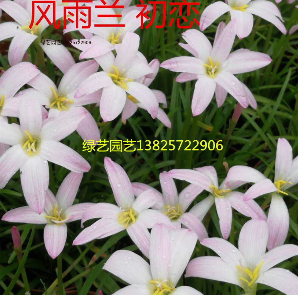 First Love Zephyrantes `f i r Love' shipped six to eight balls