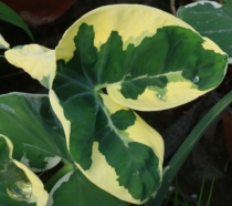 Green gardening milk spots Millennium taro rice butterfly Taro balcony high value