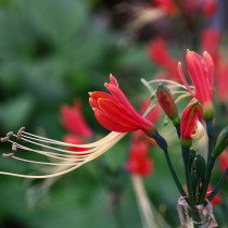Green gardening Dragon mustard Lycoris garden balcony flower perennial bulb plant