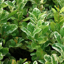 Leaf Flower Lemon Perfume Lemon Courtyard Balcony Potted
