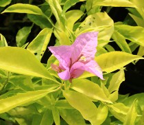 Green Art Gardening Triangle Plum New Variety Phnom Penh Singapore Omiya Fangqin Flower Climbing Vine Balcony