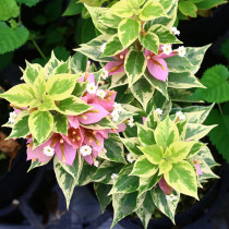 Green art horticulture spotted leaf tower orange tower purple Qin flower varieties grow stronger suitable for the development of bonsai