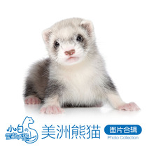 American panda color] Little white ferret Castle Angoru pet ferret live cub Anglou alternative cute pet