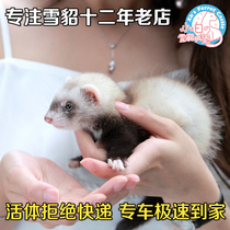 Angoru pet mink live angelu ferret pups live dormitory small animals rare live Mink
