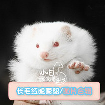 (Long-haired red-eyed ferret) Little White House Ferret * Video Selection Marten Anglo Anglio Pet Marten