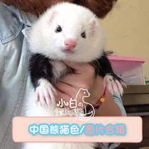Chinese panda color] Little white ferret Castle Angoru pet mink living cub Anglu alternative cute pet