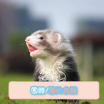Bib color] Little white ferret Castle Angoru pet ferret cub Anglou alternative cute pet living things