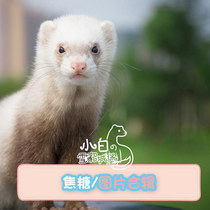 Caramel color] Little white ferret Castle Angoru lazy pet ferret live cub Anglou alternative cute pet