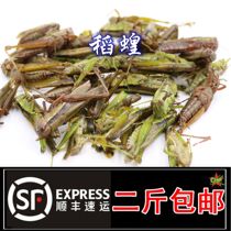 Live frozen grasshopper fresh Locust small grasshopper rice Locust grasshopper bird pet 2 Jin Shunfeng