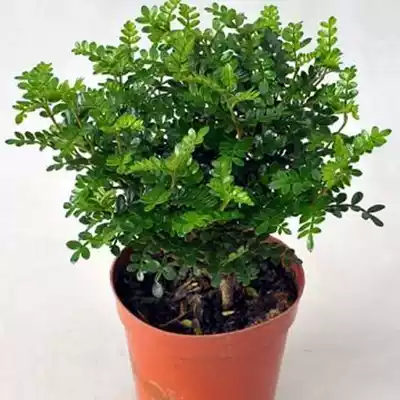 Green plant flower fragrance wood potted seedlings Mosquito repellent grass Pepper wood Office air purification plant four seasons evergreen green