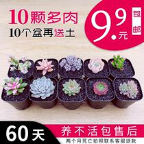 Hydroponic succulent plant combination potted office green plant novice multi-meat set