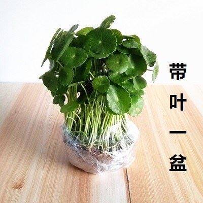 Green plant Indoor flowers plant glass desktop glass bottle hydroponic flower pot Copper money grass four seasons can be raised soil cultivation living room