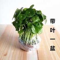Green plant indoor flower plant glass table top glass bottle water-raising flower pot copper flower four seasons can raise soil living room