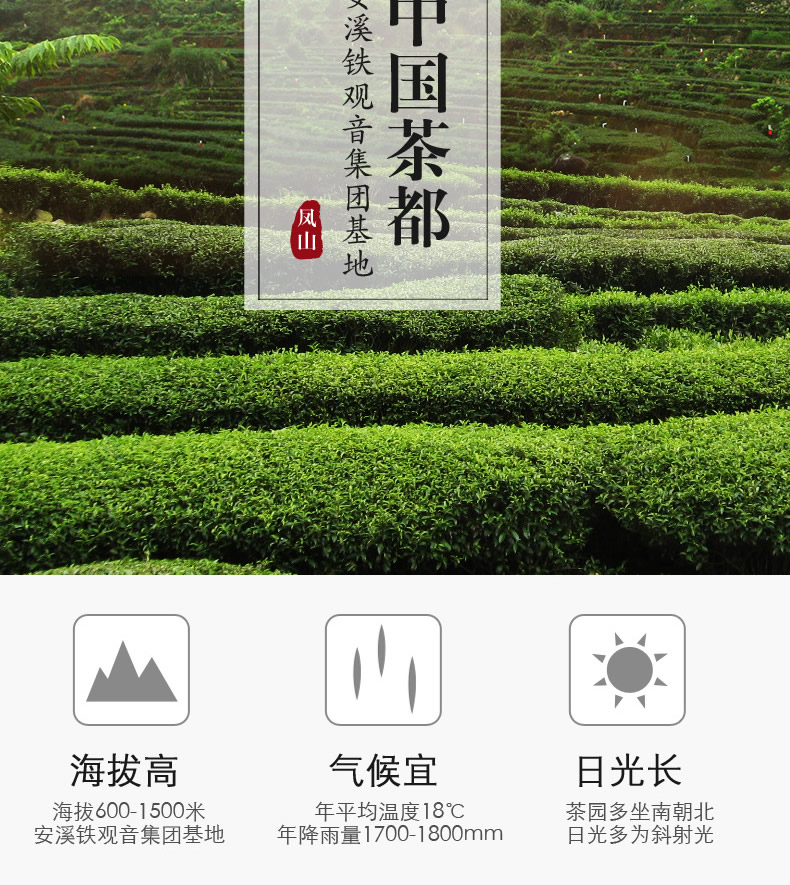 钓鱼台国宾馆供应商 凤山 安溪特级铁观音 250g 图3