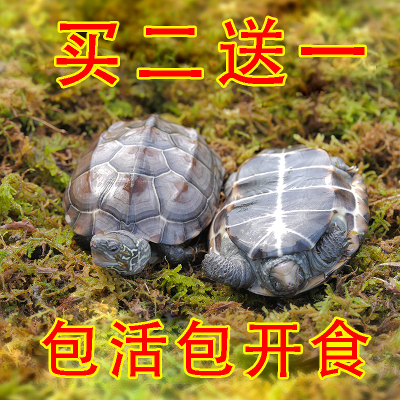 Chinese grass turtle Wai Tang Pet small turtle Live long-lived turtle Black-bellied ink turtle Water Turtle Golden line turtle seedlings