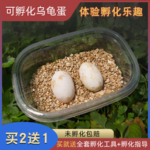 Can Incubate Turtle Eggs China Grass Turtle Ink Turtle Brazil Turtle Pets Egg Fertilized Egg Can Hatch Cheap Tortoise Egg White Turtle