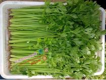 Rugao farmhouse planted fresh celery fresh vegetables local celery is now found in three parts
