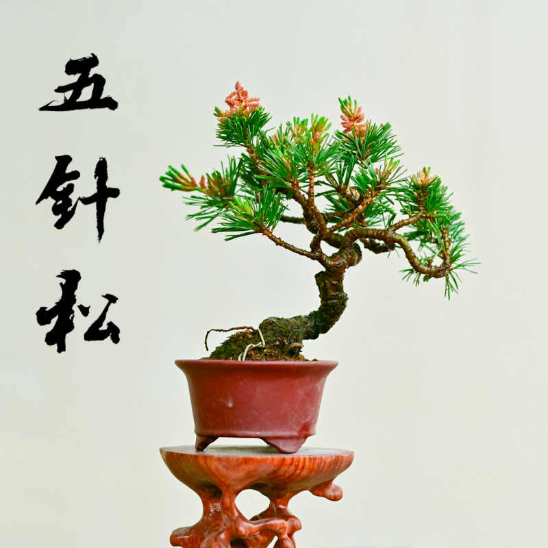 瑞士五叶松- Top 50件瑞士五叶松- 2026年6月更新- 淘宝Taobao｜天猫Tmall